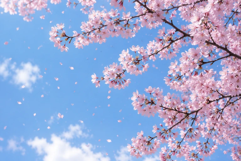 Cherry blossom